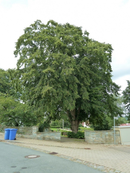 Bild 2 von Linde auf dem Friedhof